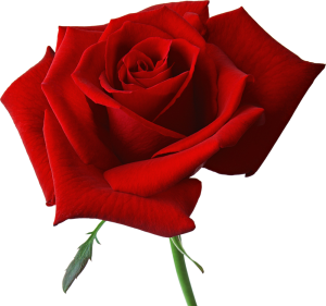 rose_PNG651